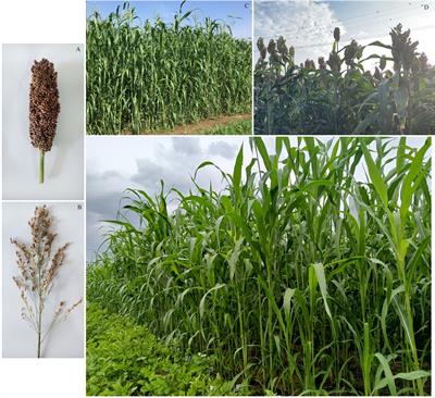 Quantitative trait locus mapping for important yield traits of a sorghum-sudangrass hybrid using a high-density single nucleotide polymorphism map